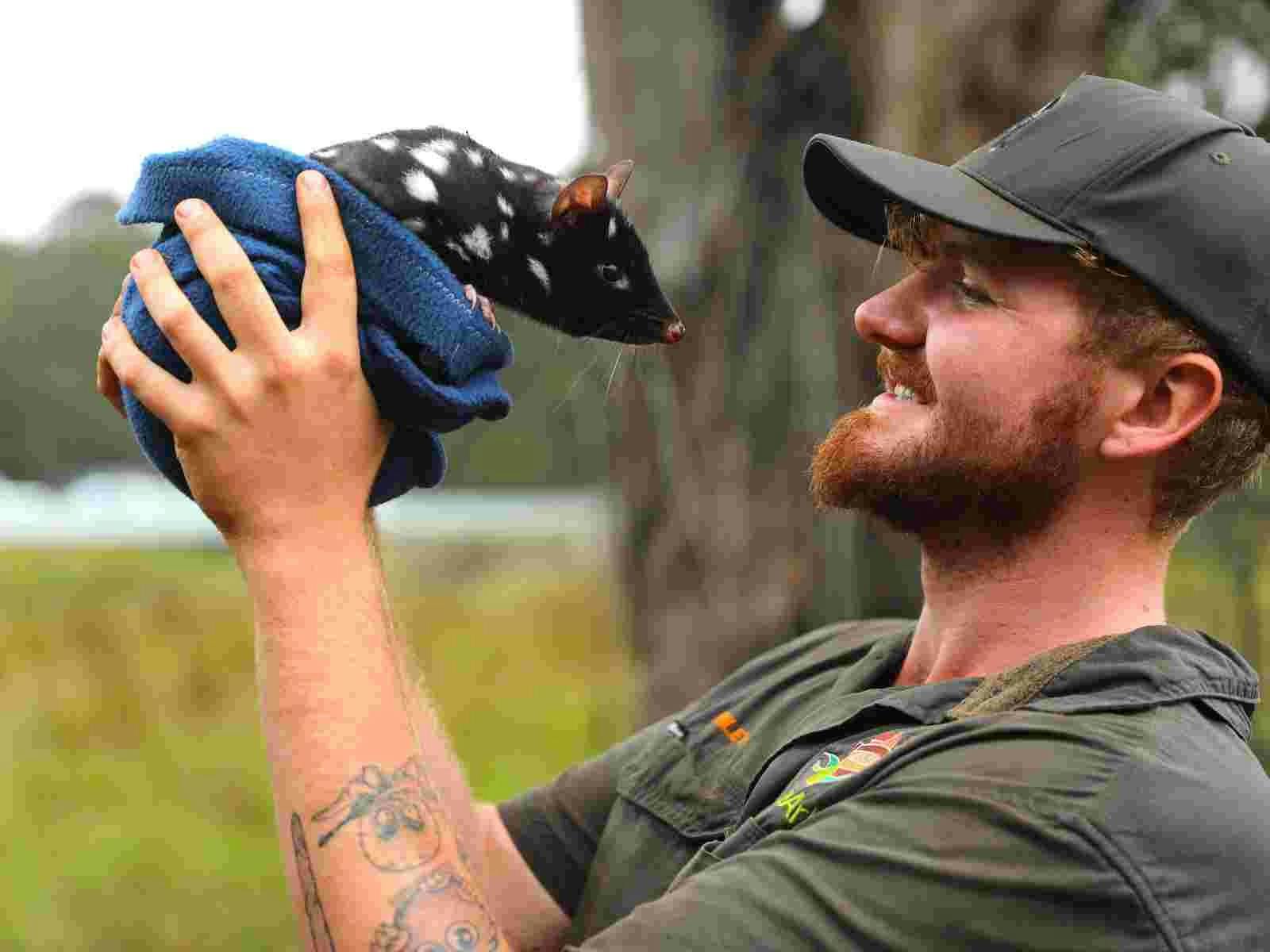 Eastern quoll and keeper