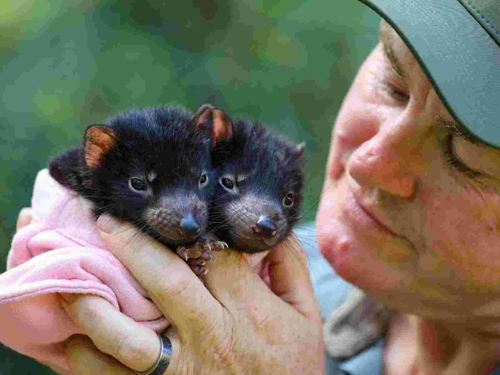 Tasmanian Devil joeys