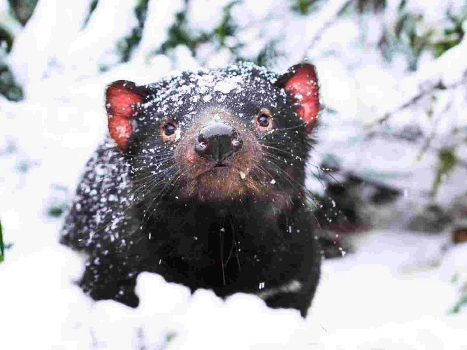 Tassie Devil in the snow in Winter