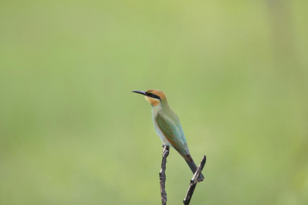Rainbow Bee-eater