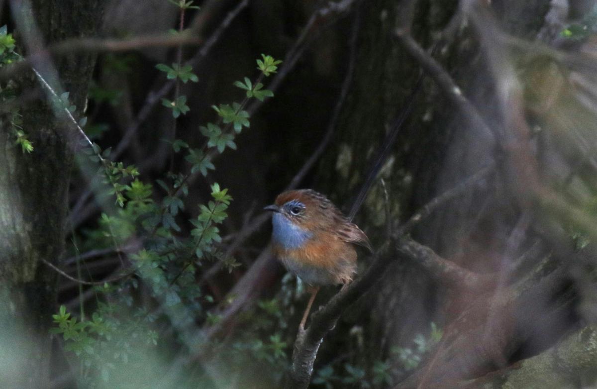 Southern Emu-wren