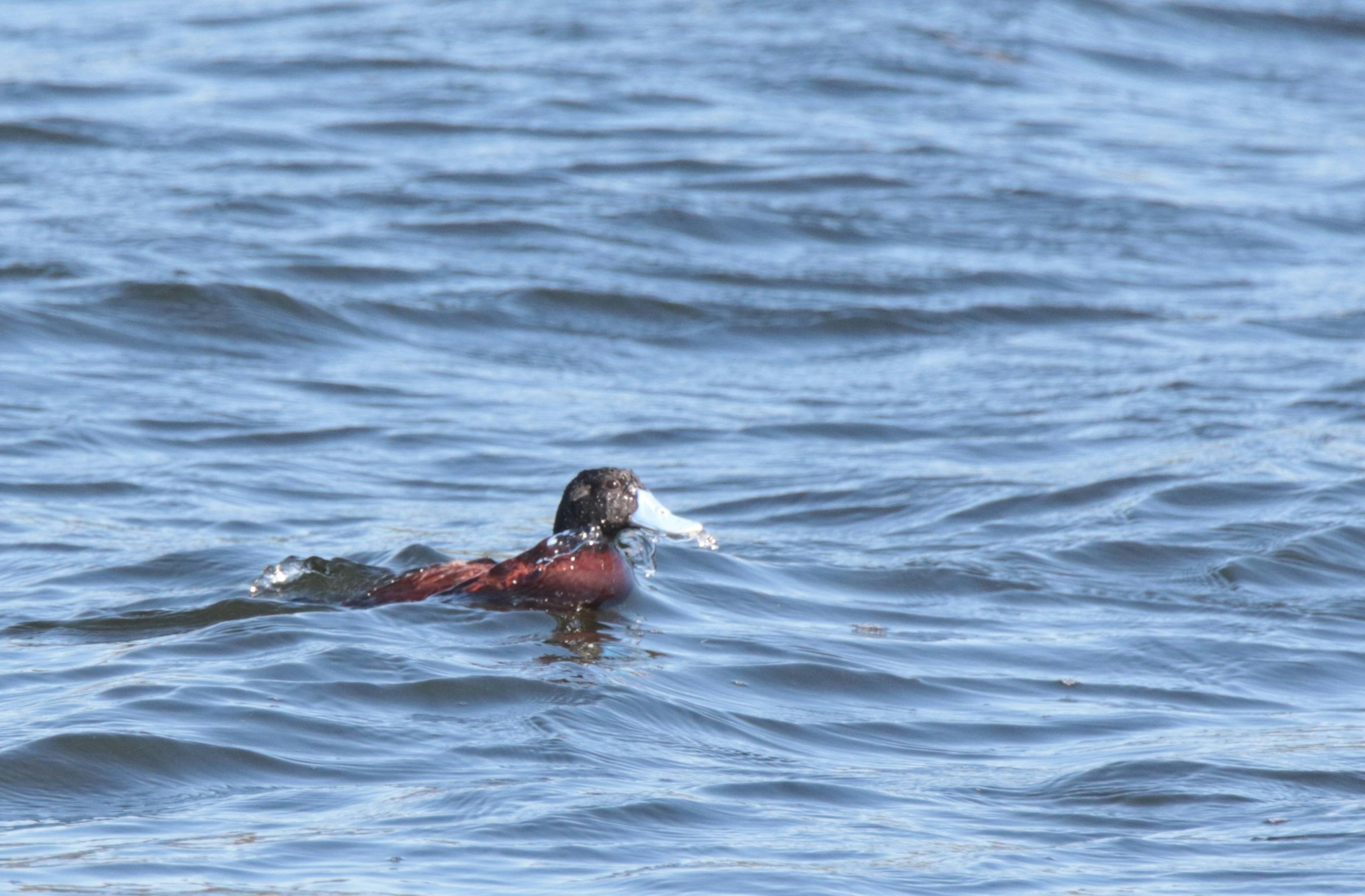Blue-billed Duck