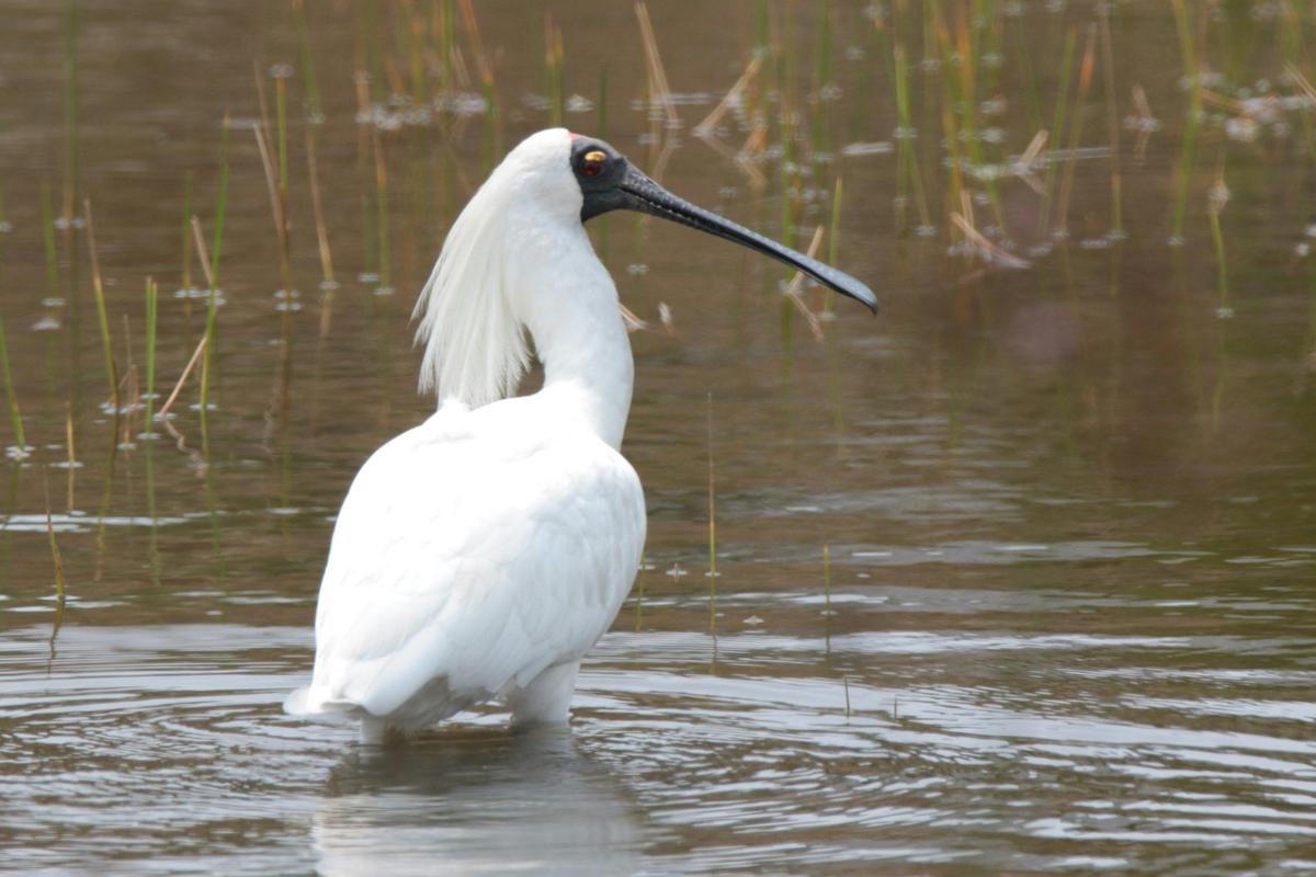 Royal Spoonbill