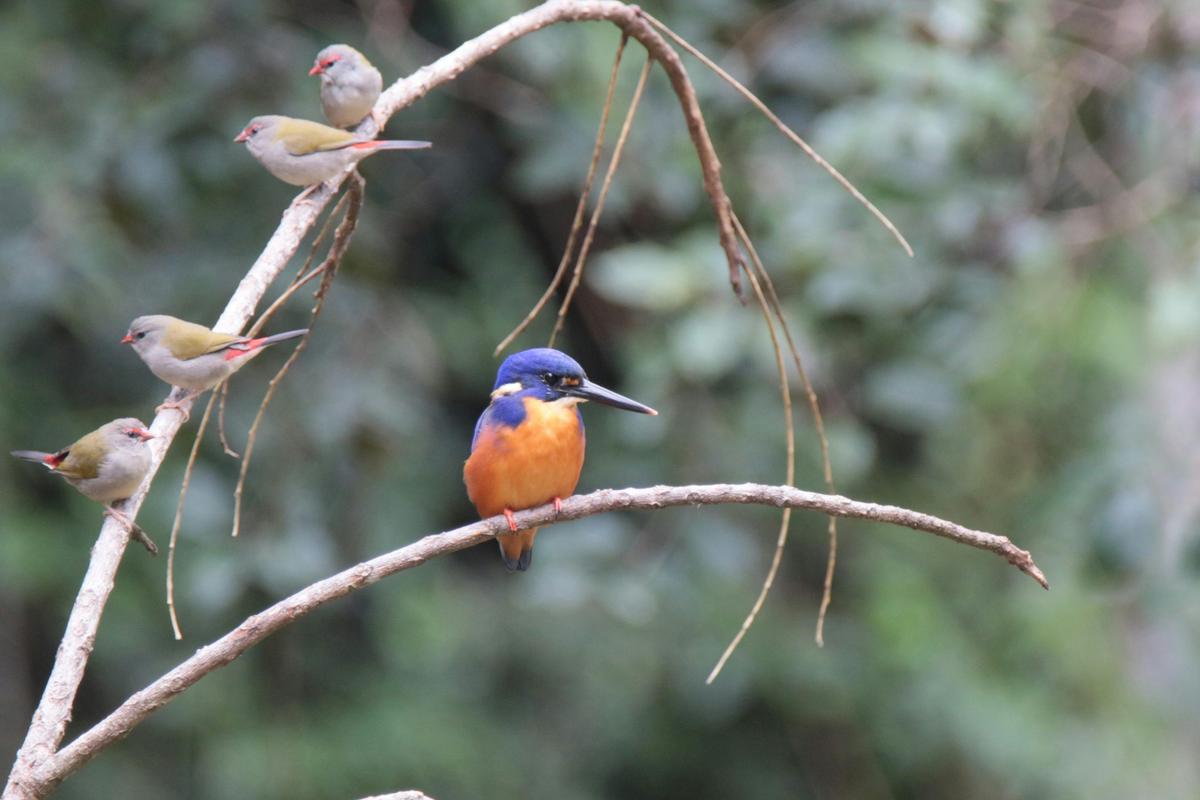Azure Kingfisher with Red-browed Finches