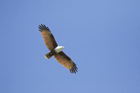 Brahminy Kite