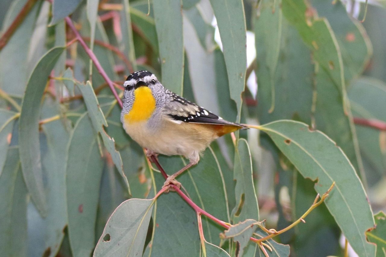 Spotted Pardalote