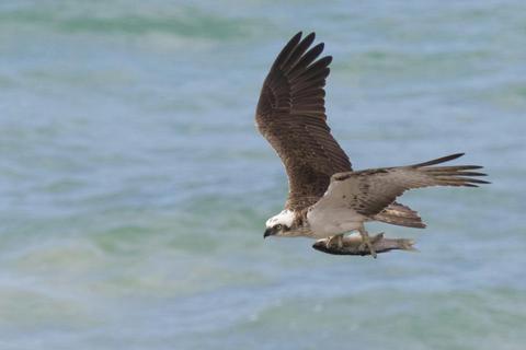 Eastern Osprey