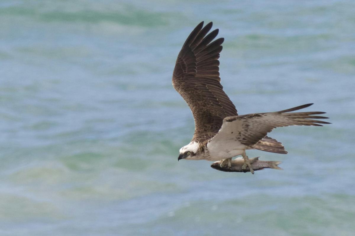 Eastern Osprey