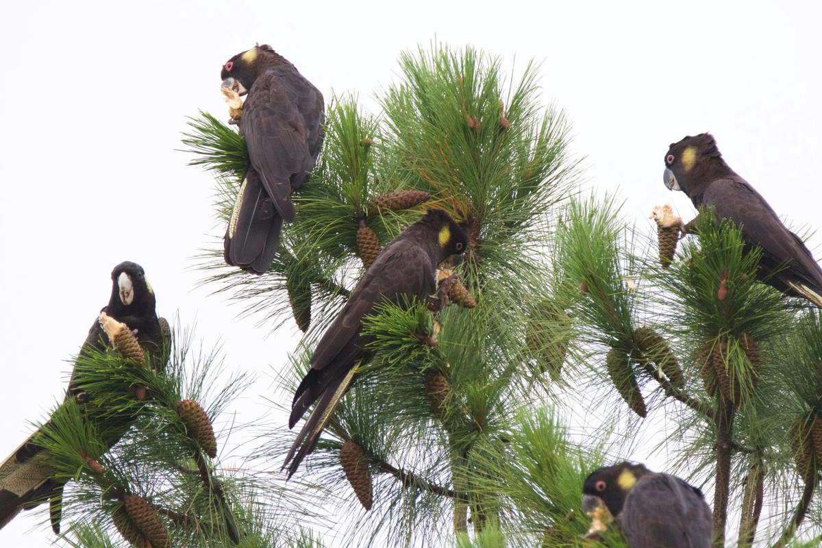 Yellow-tailed Black Cockatoo