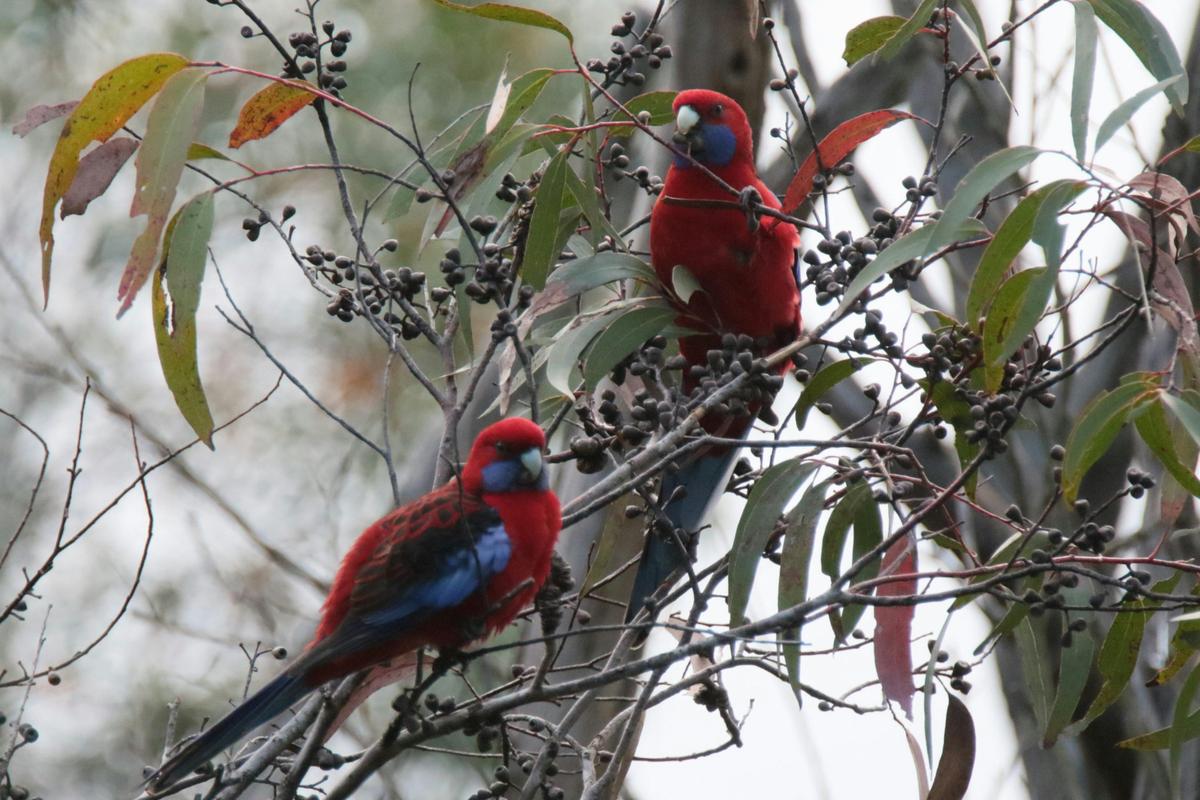 Crimson Rosellas