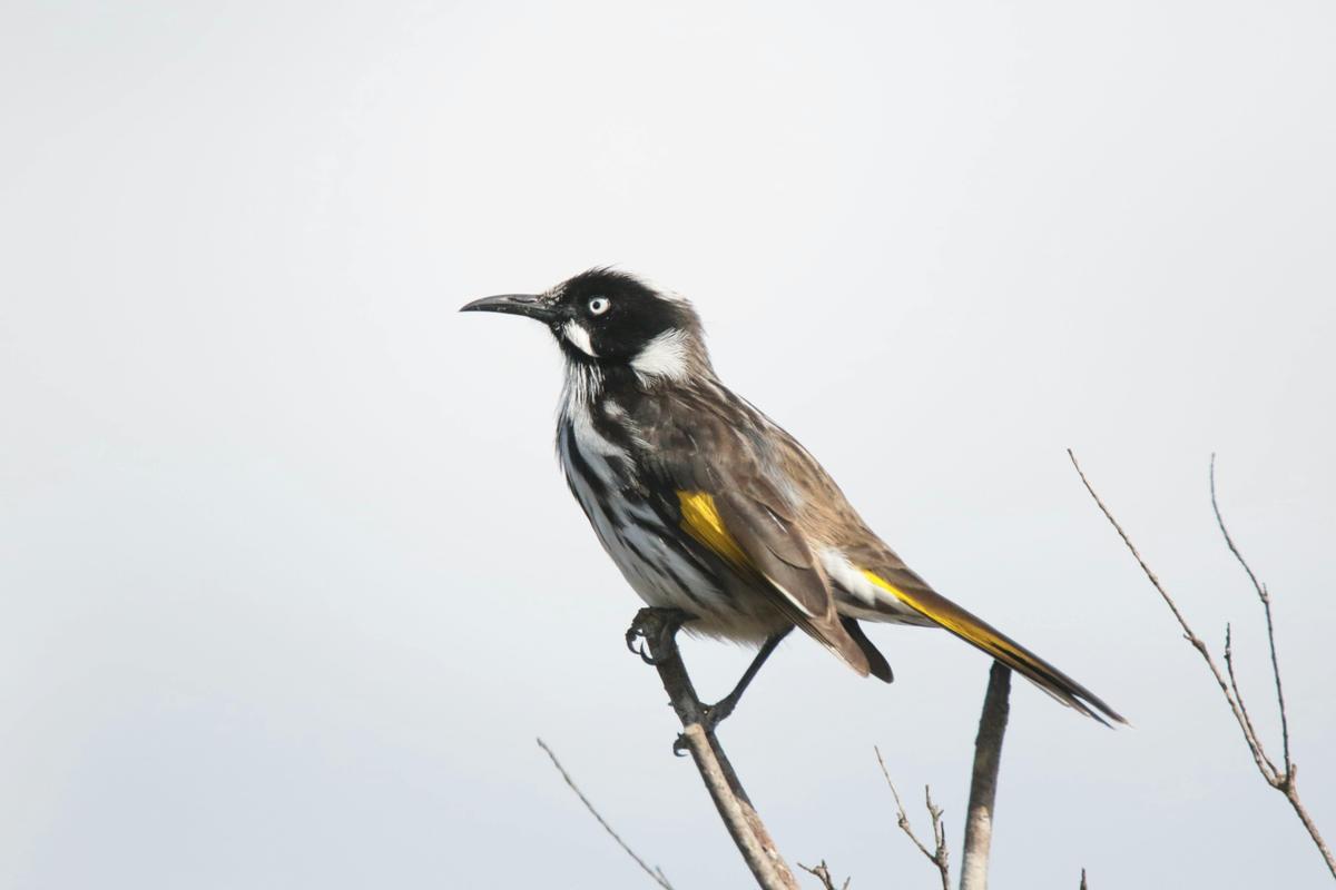 New Holland Honeyeater