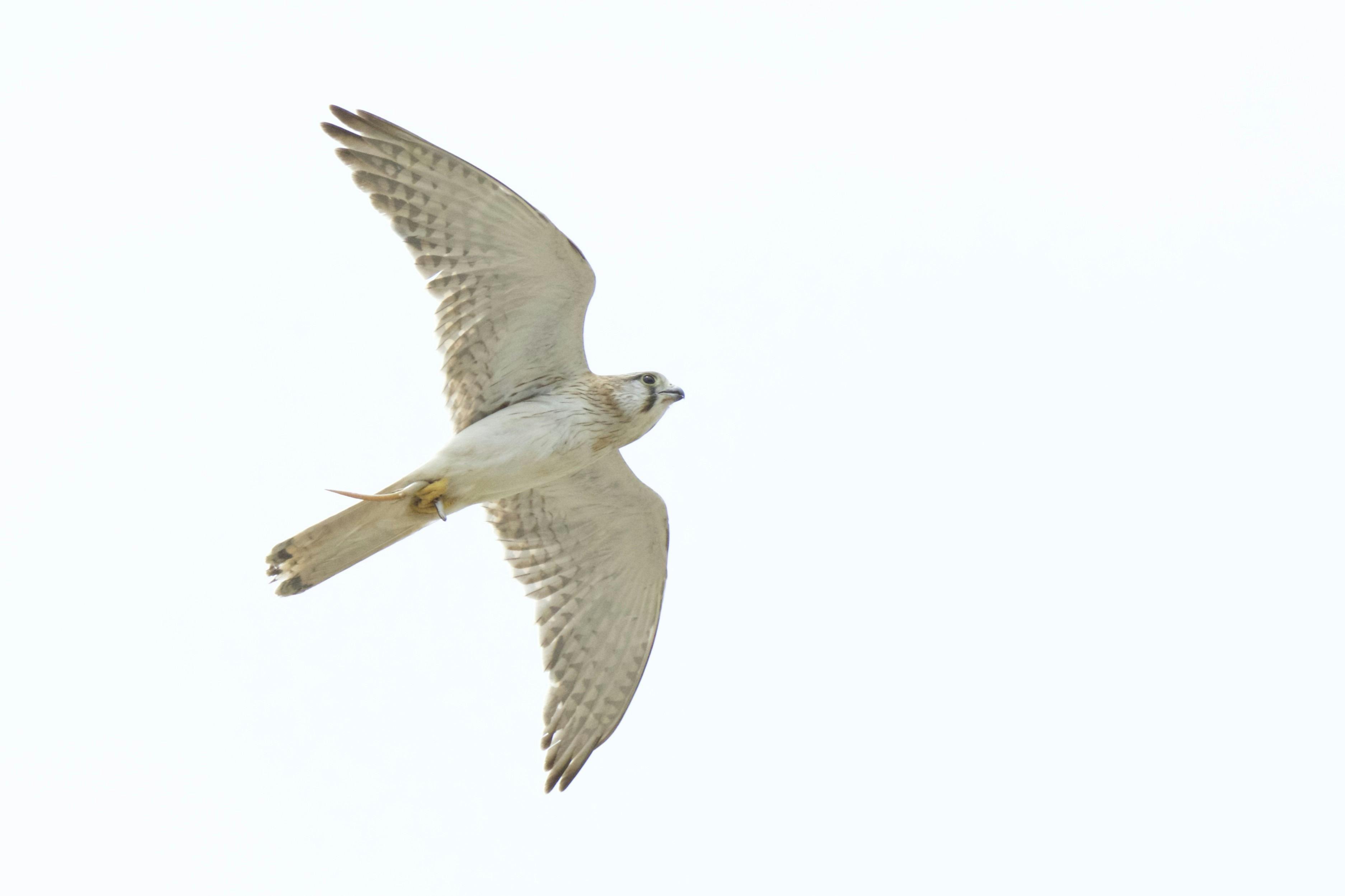 Nankeen Kestrel