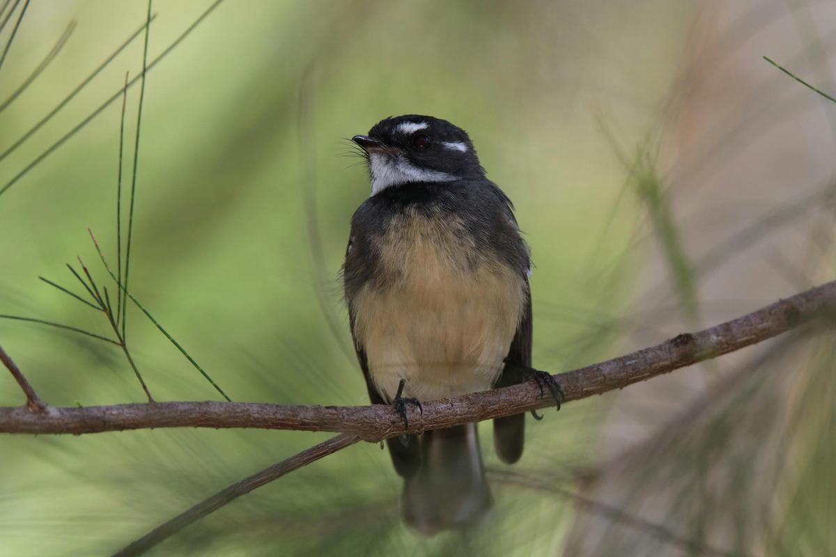 Grey Fantail