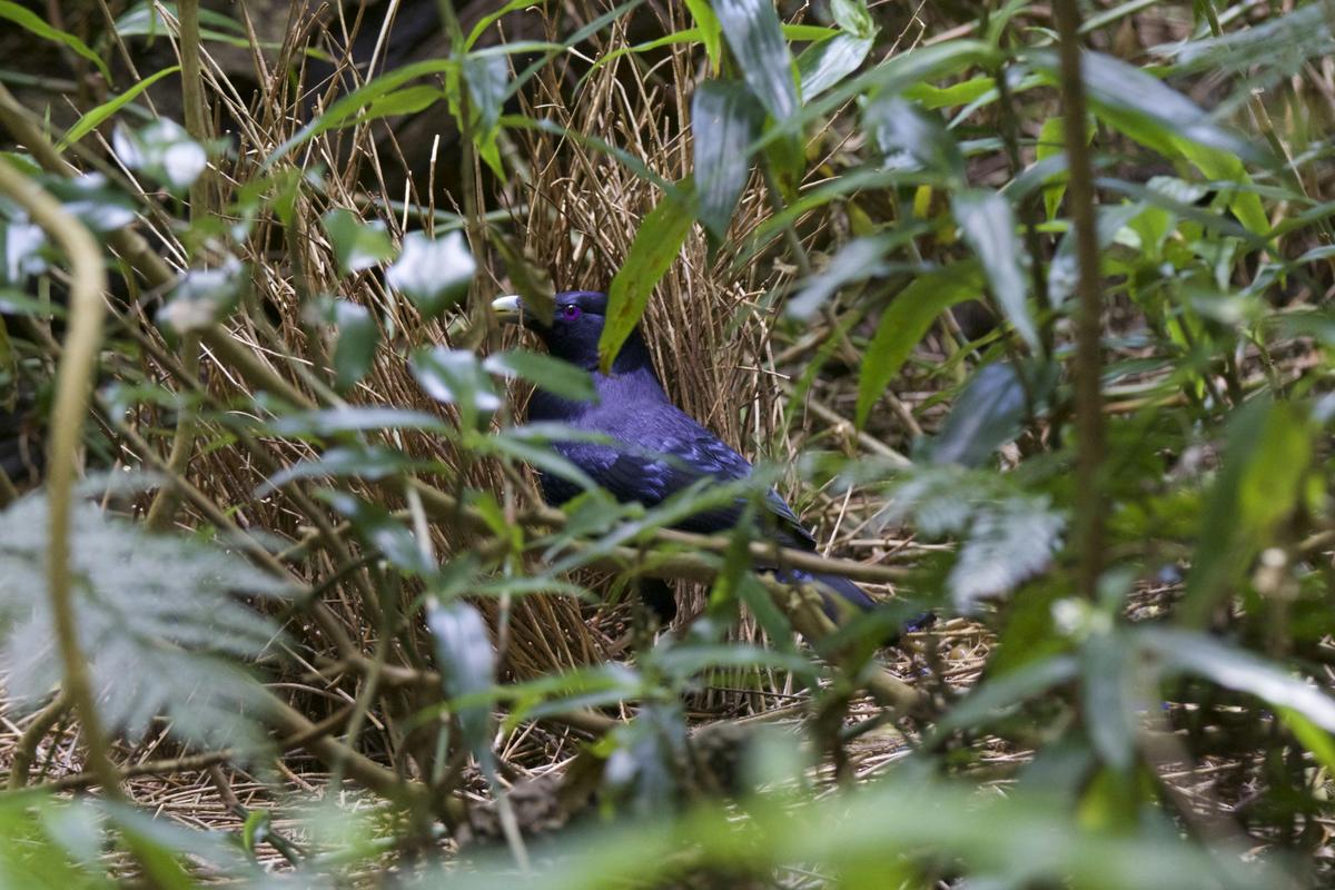 Satin Bowerbird
