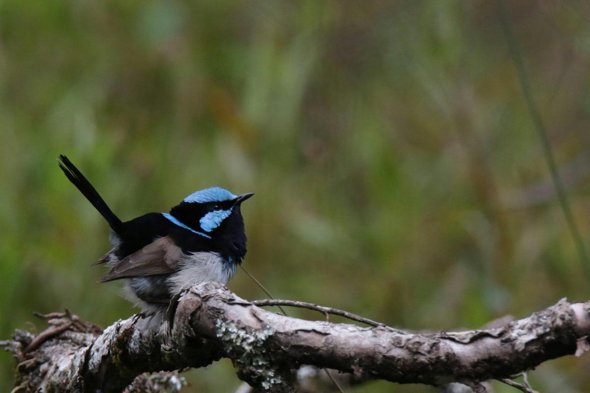 Superb Fairy-wren