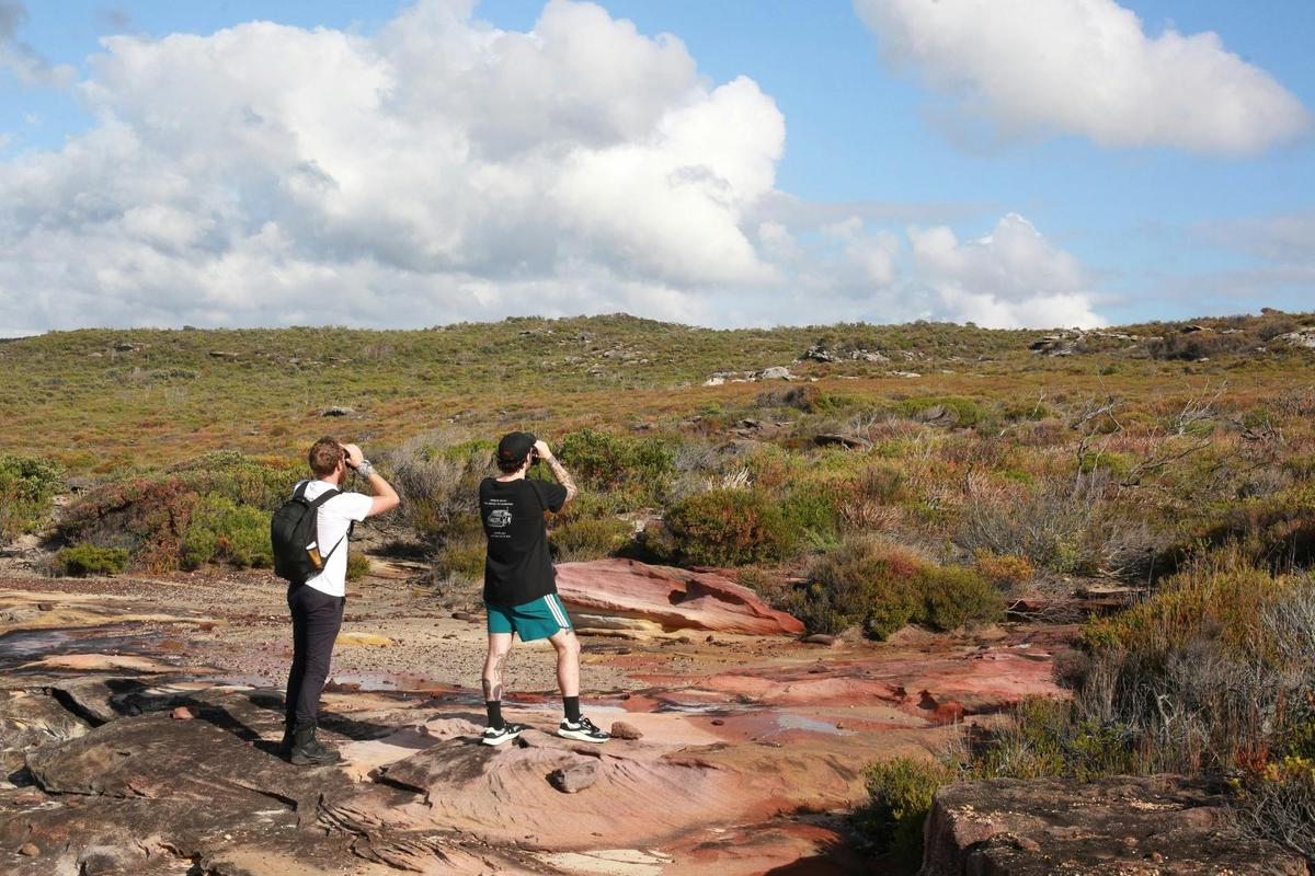 Birdwatching in Royal National Park