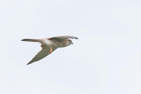 Nankeen Kestrel