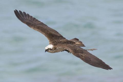 Birding Sydney and Beyond