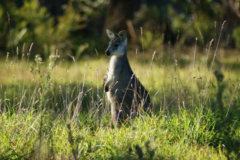 Kangaroos