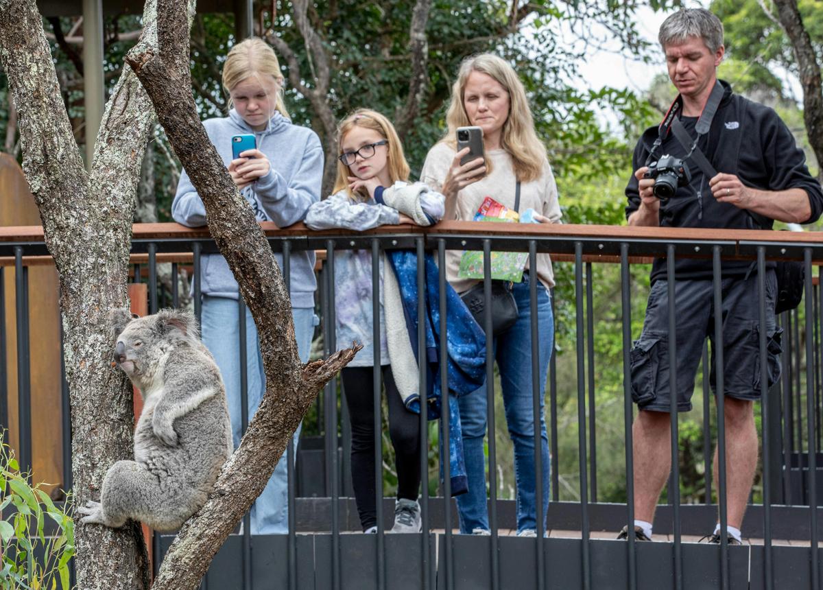 Koala Walkthrough Nura Diya