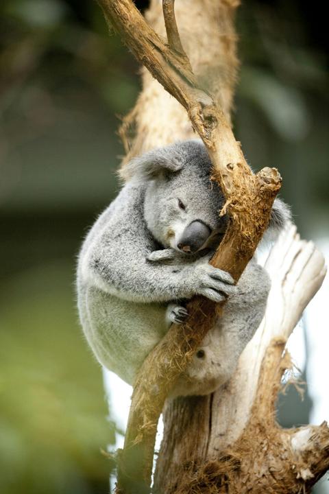 Aussie Backyard Adventure