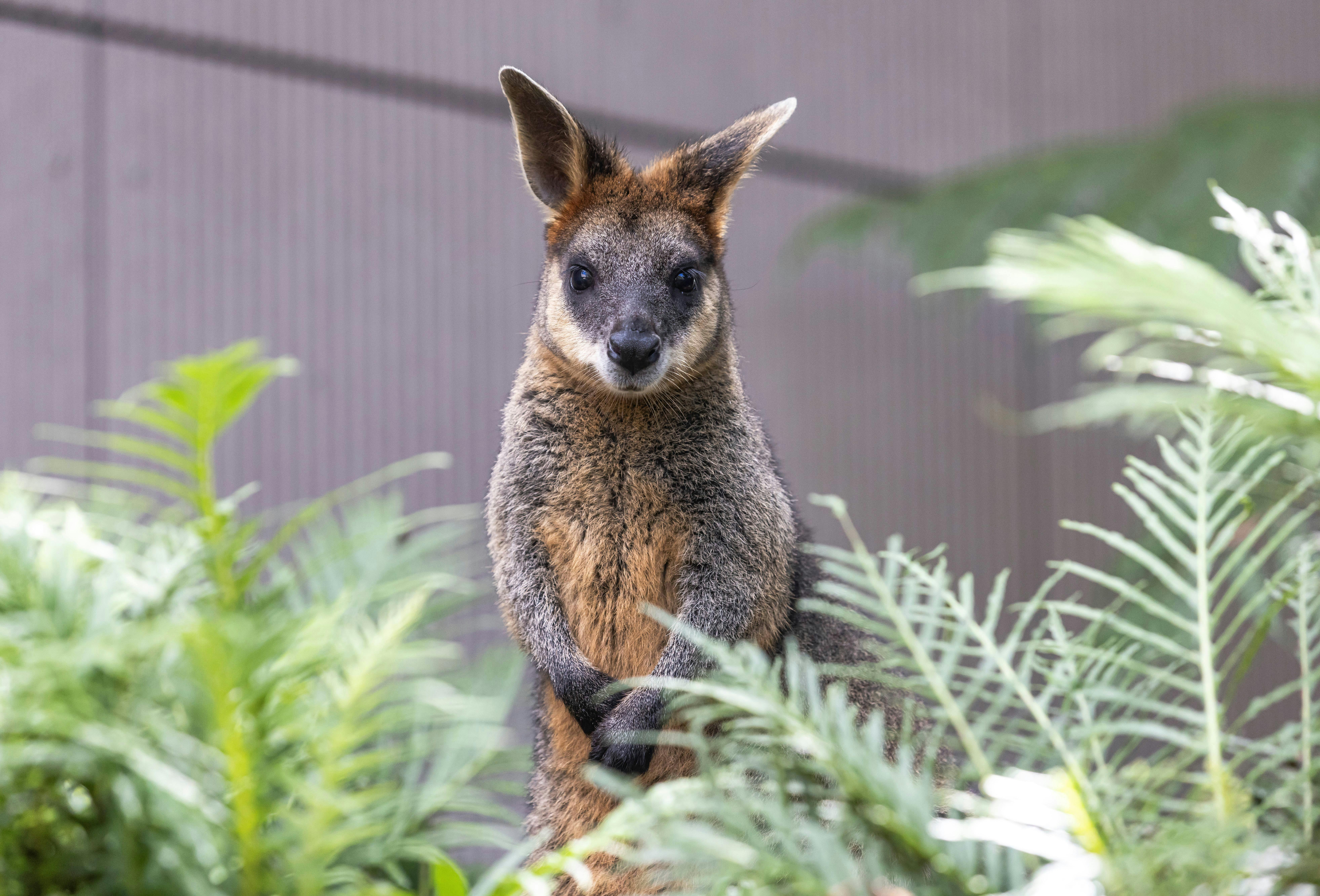 Wallabies in Nura Diya
