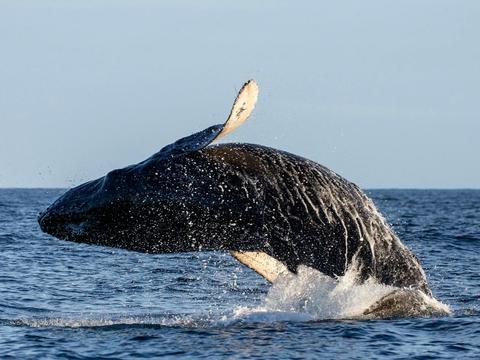 A wild Humpback Whale breaching near Sydney Heads