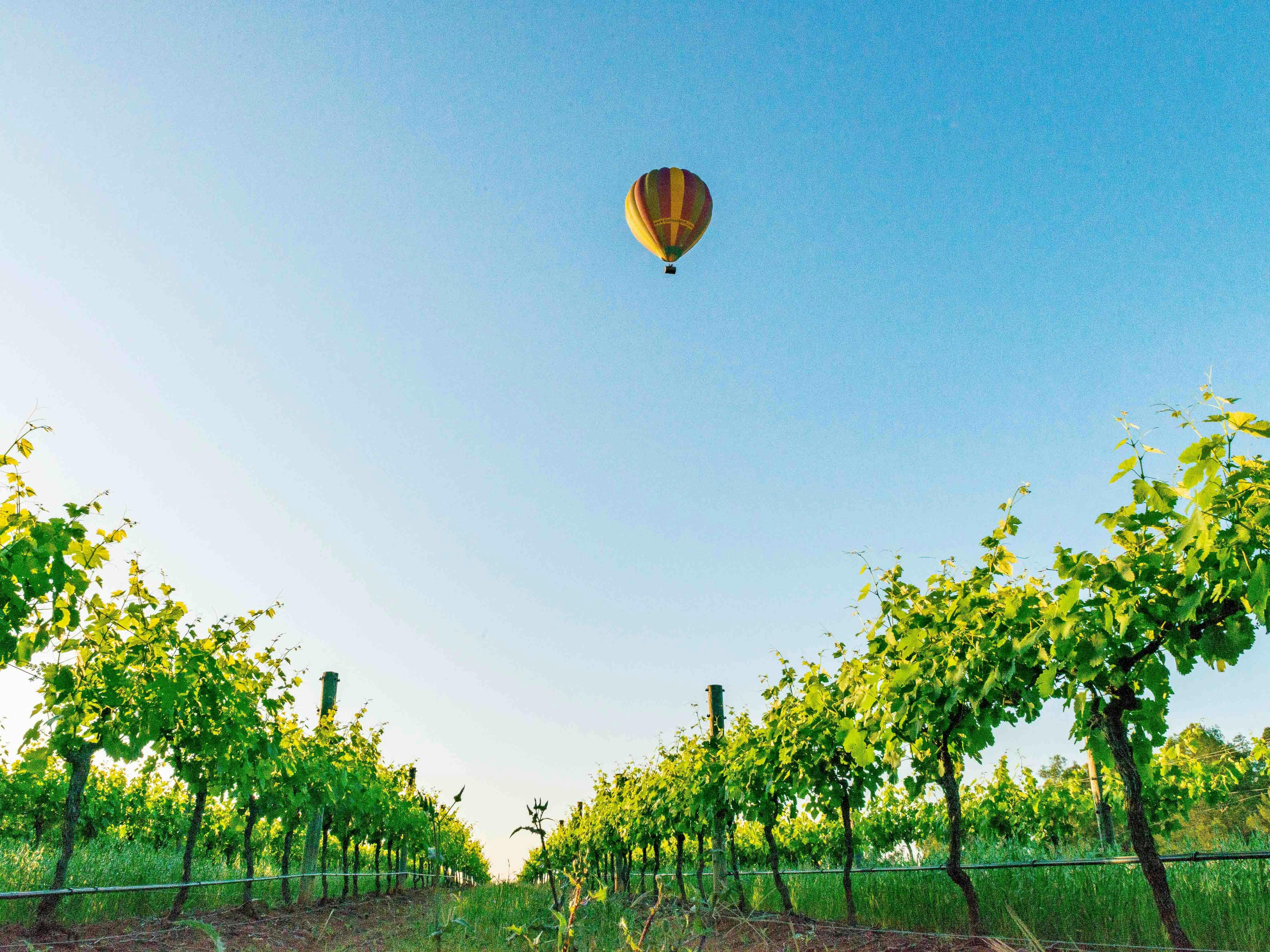 Balloon  over the Mudgee Vineyards