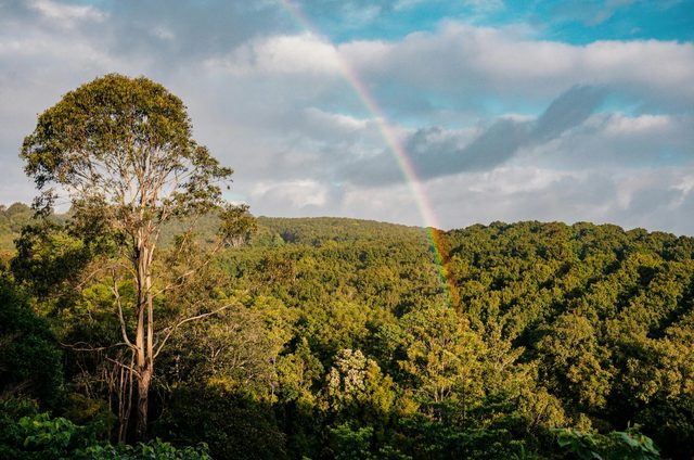 Cape Byron Distillery Tours