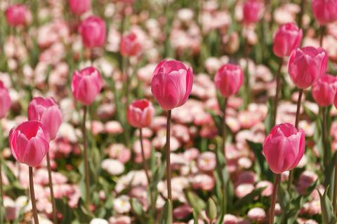Floriade Tulips