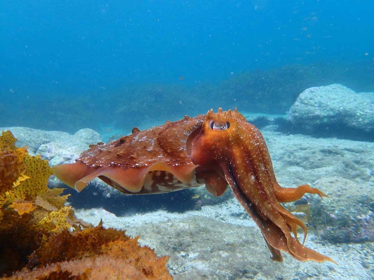Giant Cuttlefish