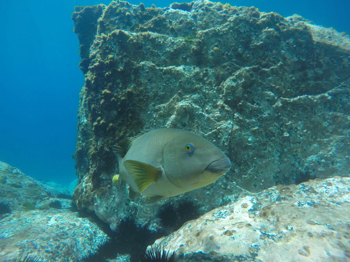 Blue Groper Jervis Bay