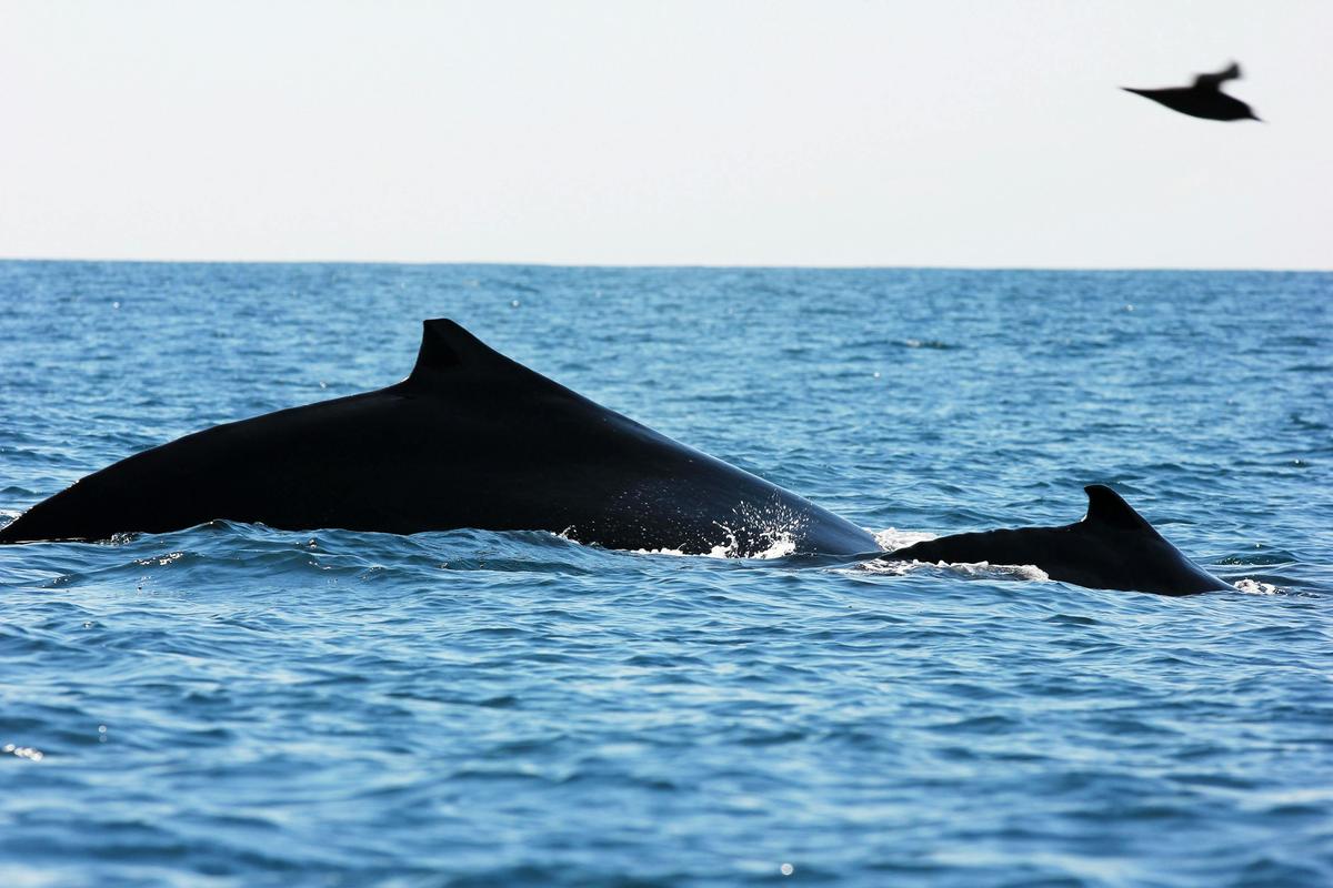 Mother and calf swimming together