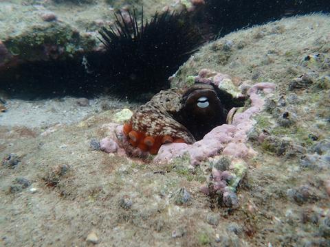 Beginner Snorkelling Experience