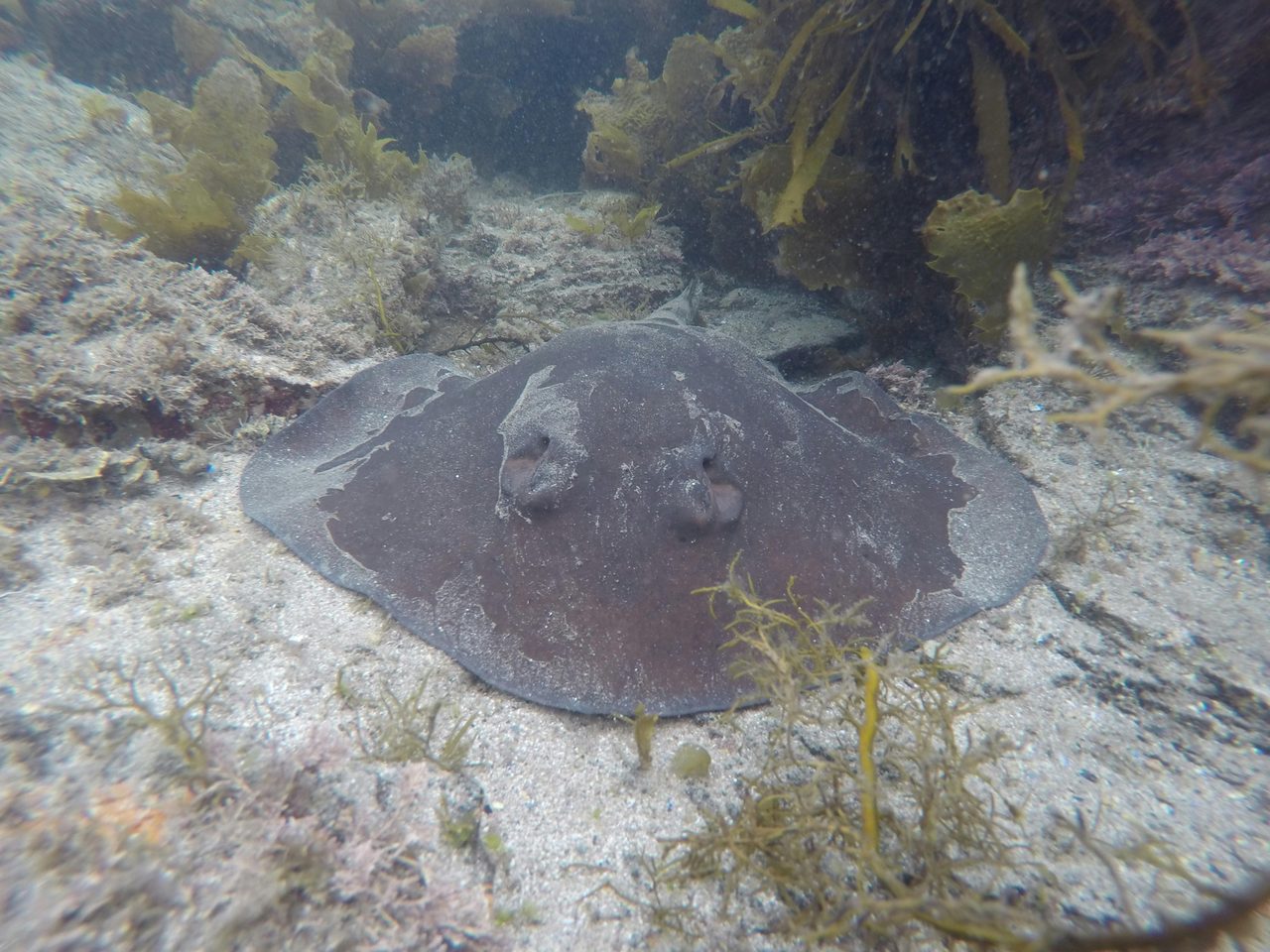 Stingray