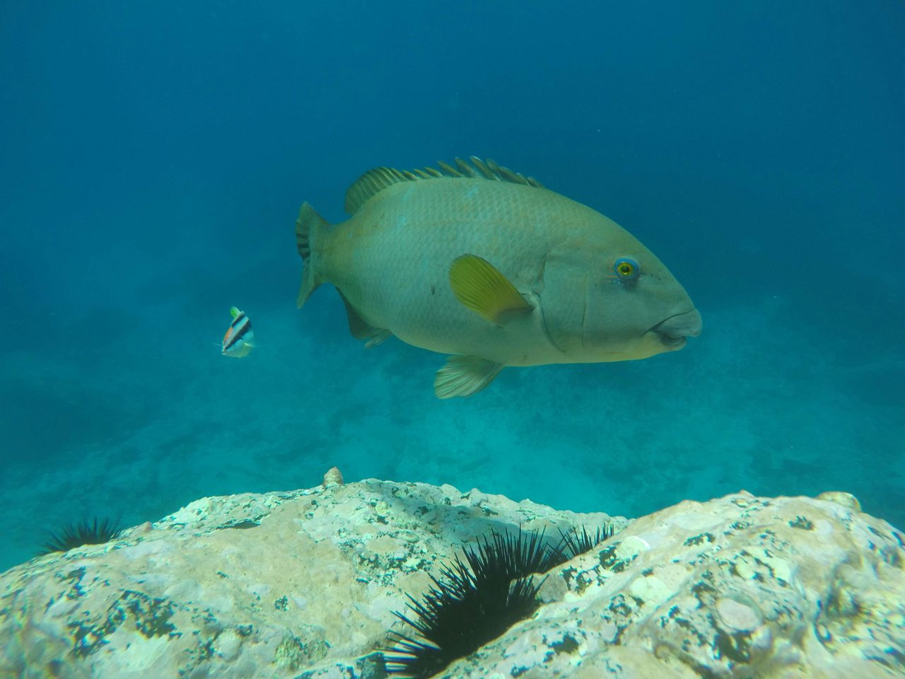 Female Blue Groper