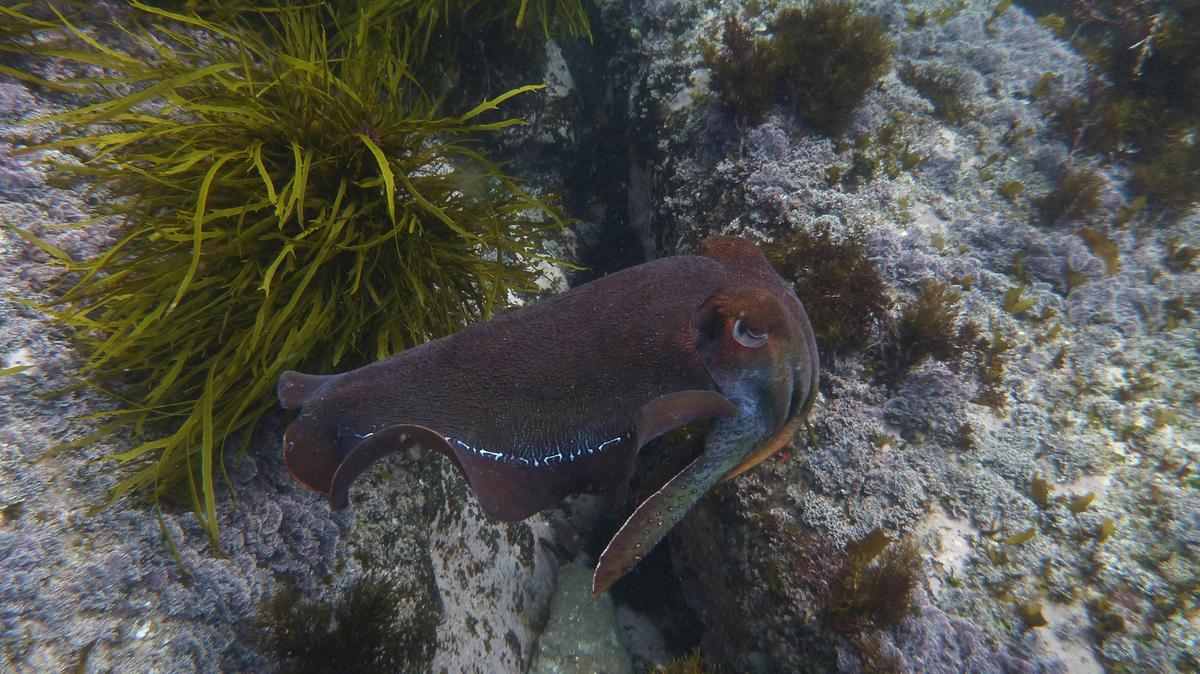 Cuttlefish