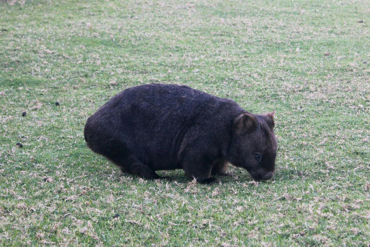 Wombat grazing on the doorstep of Greencape Lighthouse