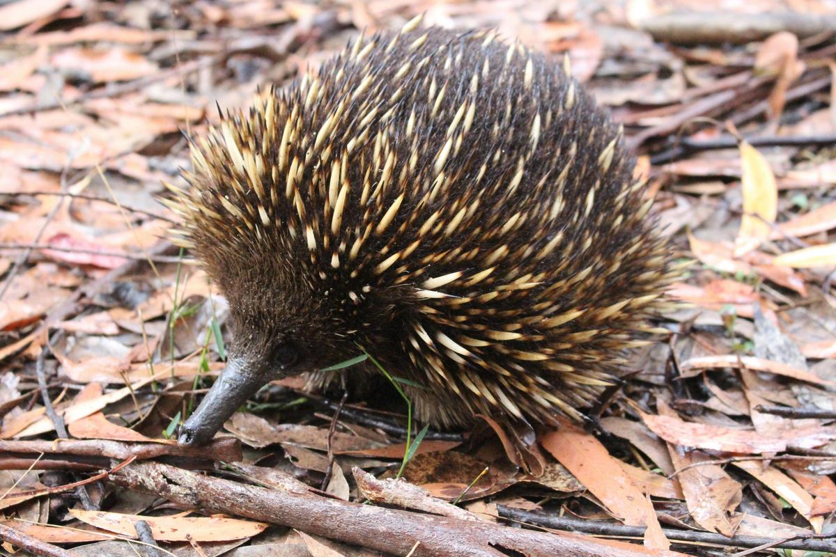 Echidna