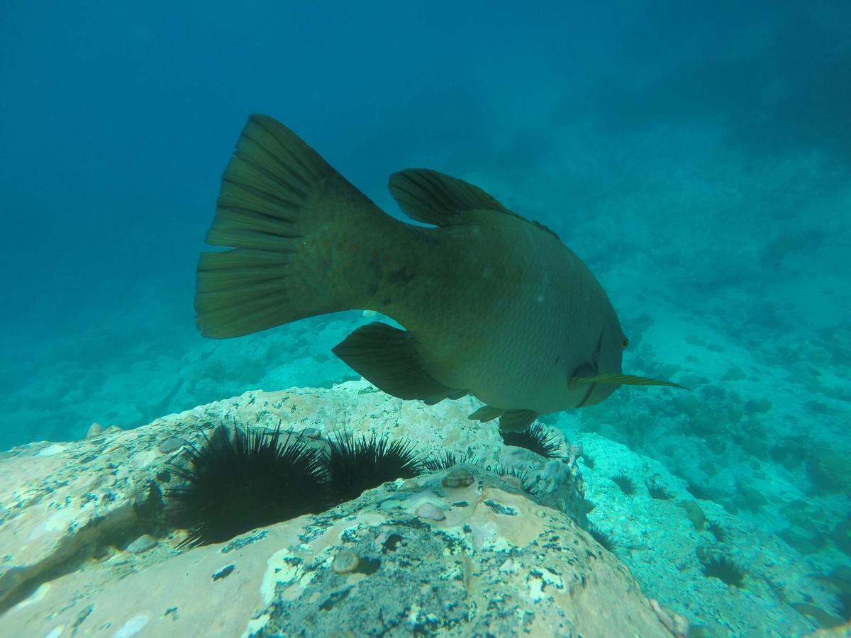 Blue Groper Swimming at Merimbula Wharf