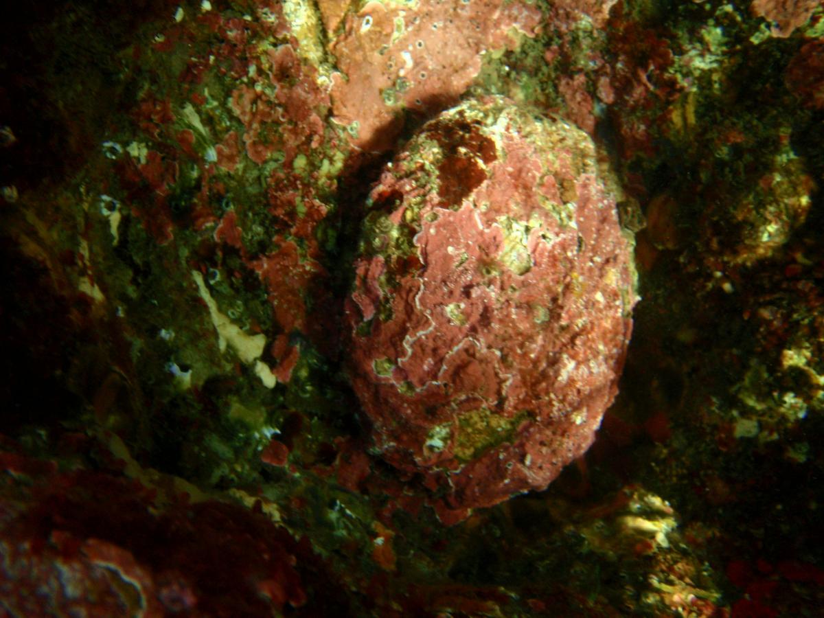 Blacklip Abalone