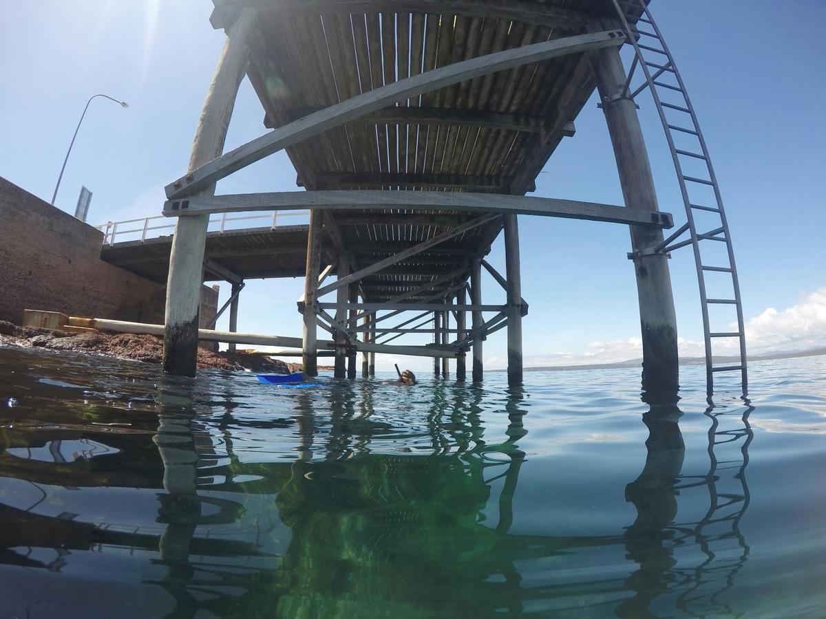 Snorkelling Merimbula Wharf