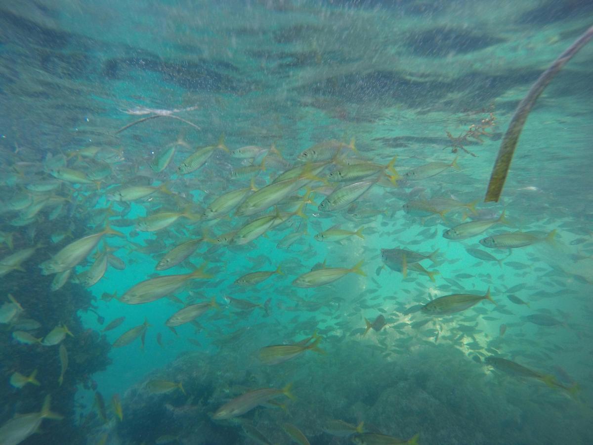 Snorkelling Merimbula