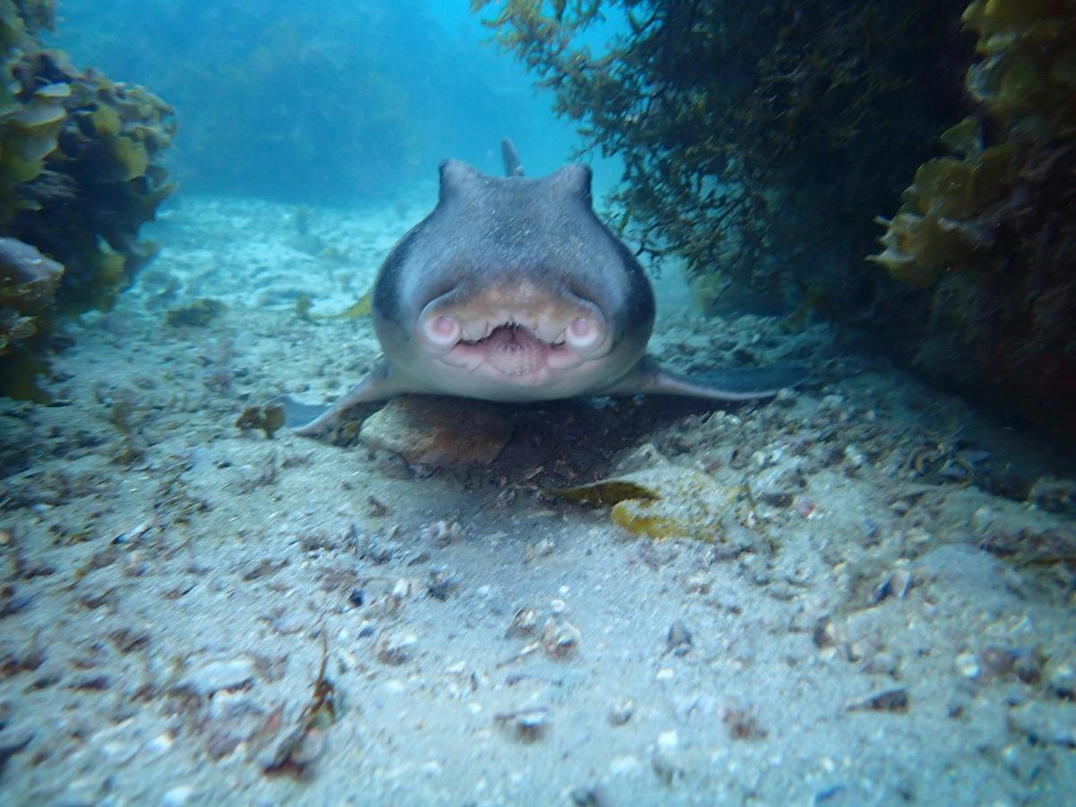 Private Boat Tour Jervis Bay