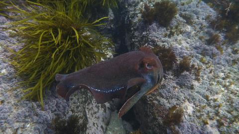 Cuttlefish
