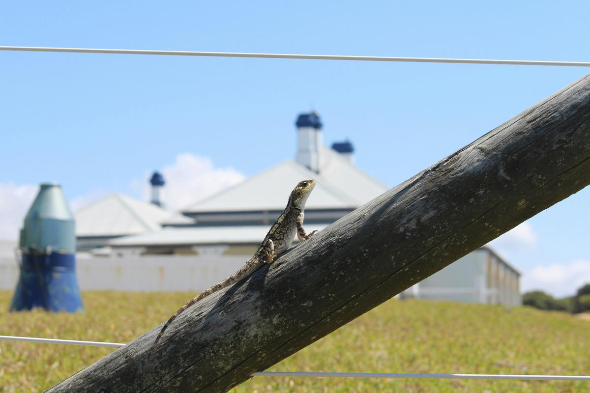 Lizard performing Lighthouse keeping duties