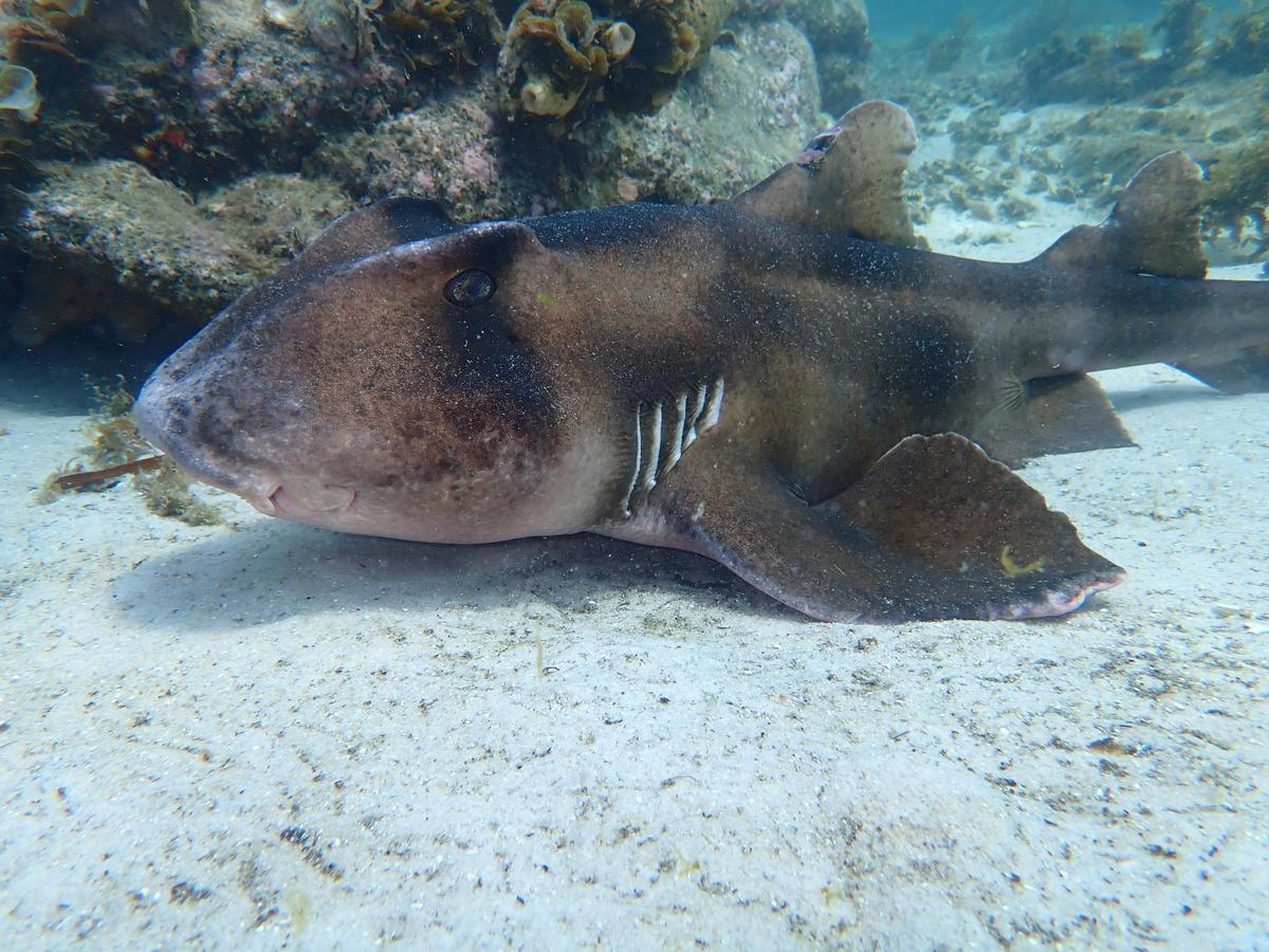Beginner Snorkelling Experience