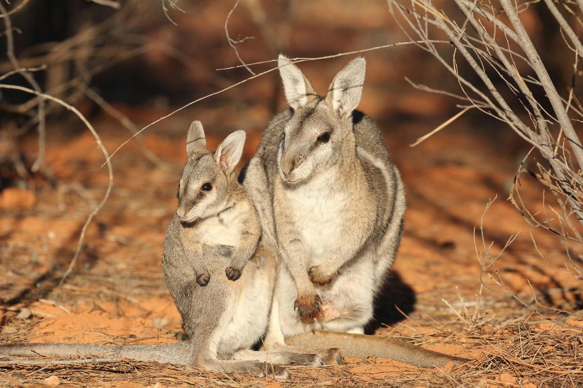 Australian Wildlife Conservancy Scotia