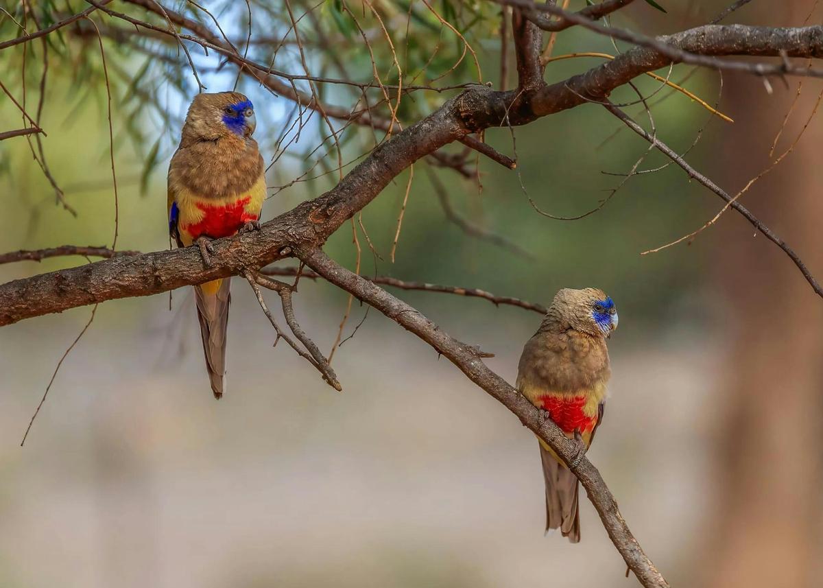 Mungo National Park