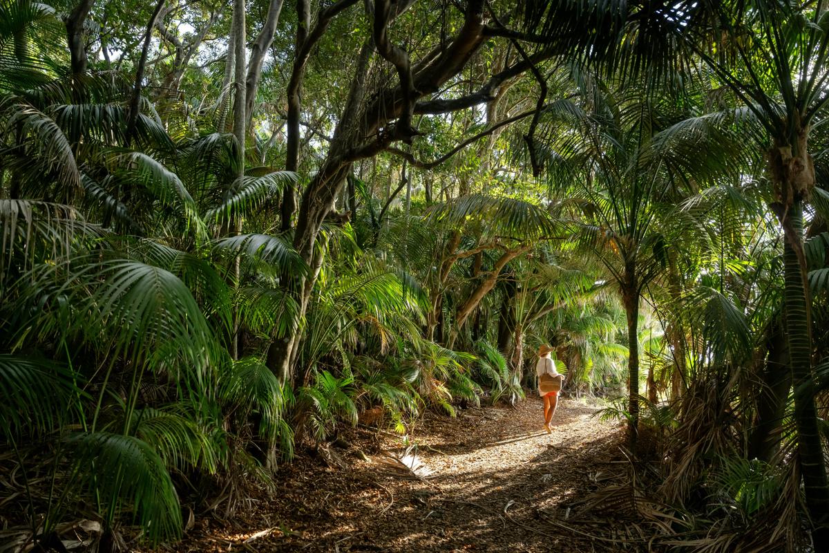 Lord Howe Island Expedition